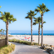 palm tree lined road
