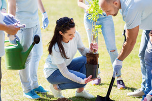 people volunteering planting trees